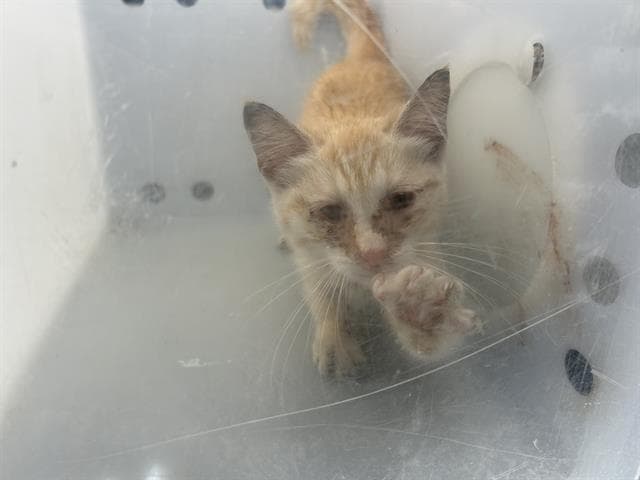 Giblet - Domestic Short Hair