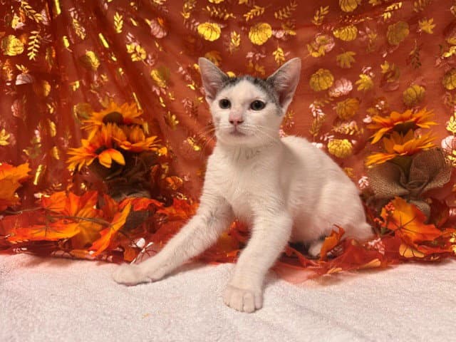 Ned - Domestic Short Hair