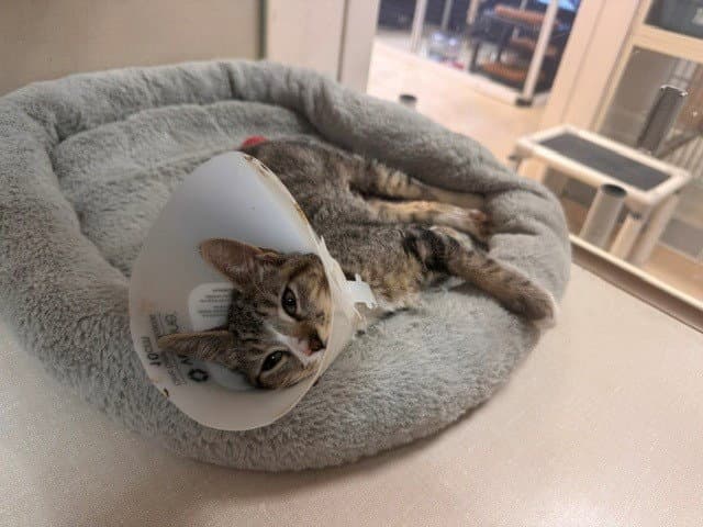 Buster - Domestic Short Hair