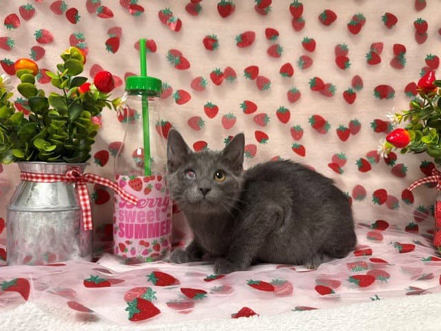 Maisie - Domestic Short Hair