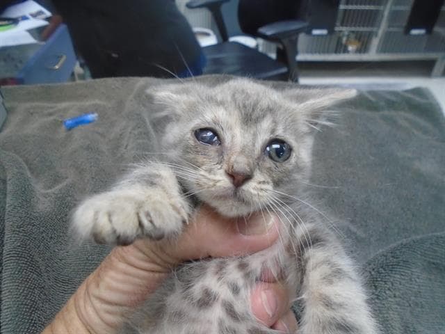 Sprout - Domestic Short Hair