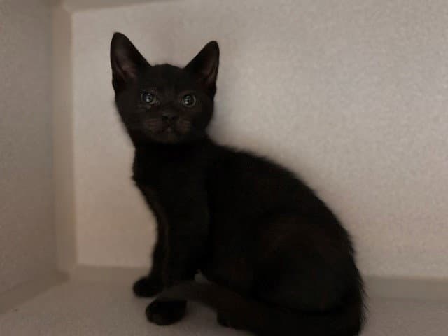 Mini Pooper - Domestic Short Hair