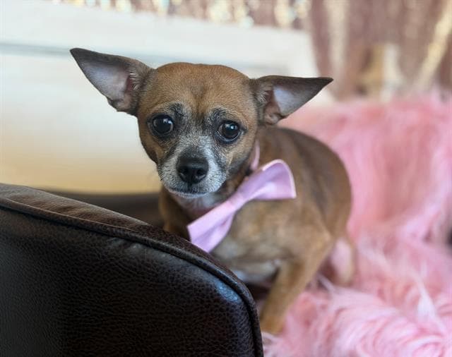 Frijole - Chihuahua