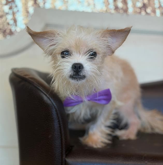 The Grinch - Chihuahua