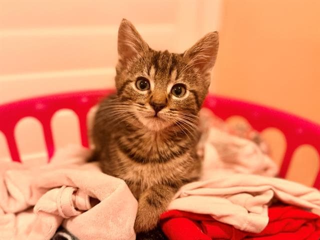 Mandolorian - Domestic Short Hair