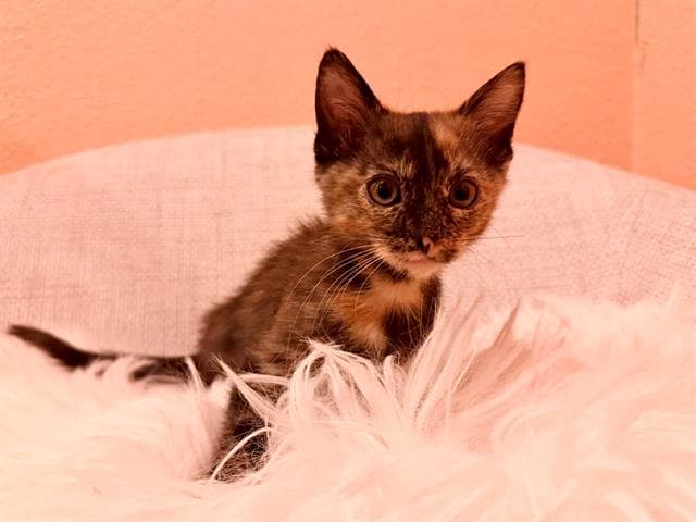 Honeydew - Domestic Short Hair