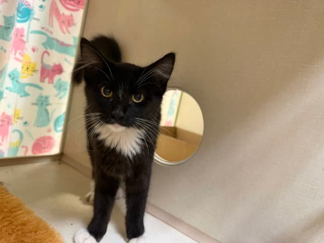 Murphy - Domestic Long Hair