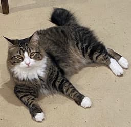 Fluff image 4