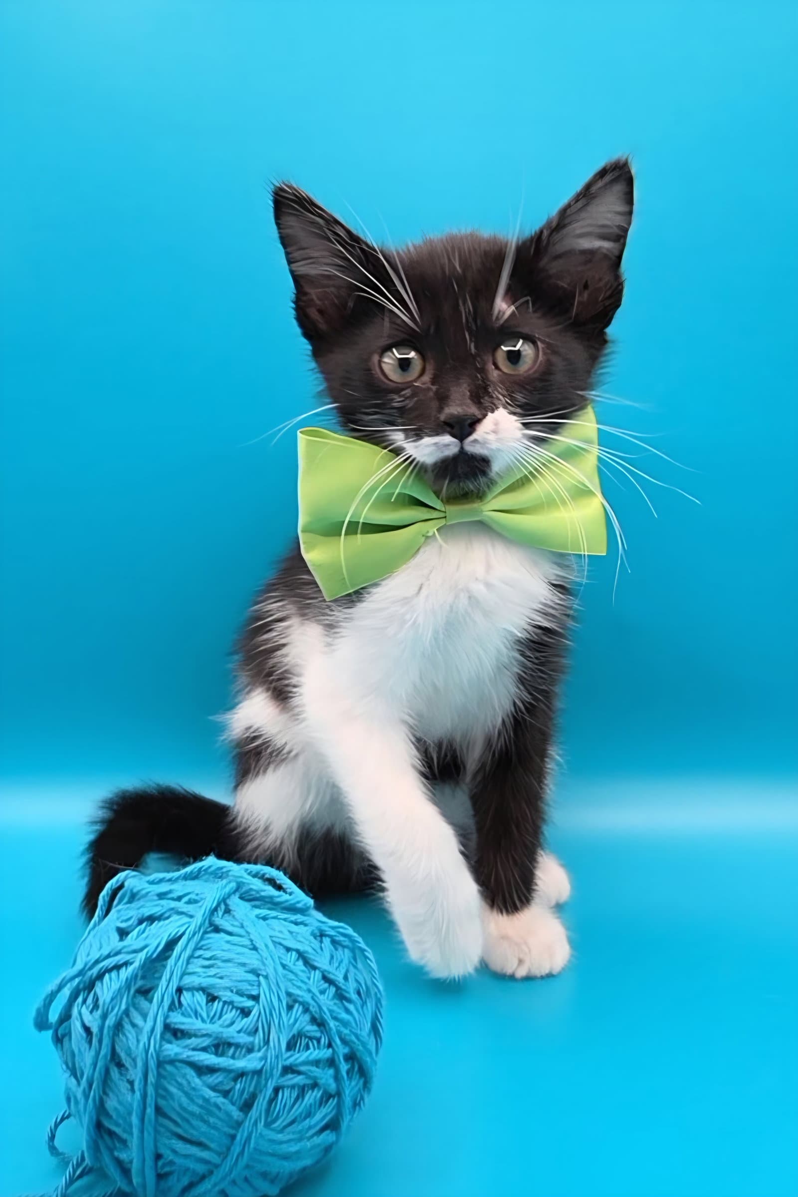 Costa - Domestic Short Hair