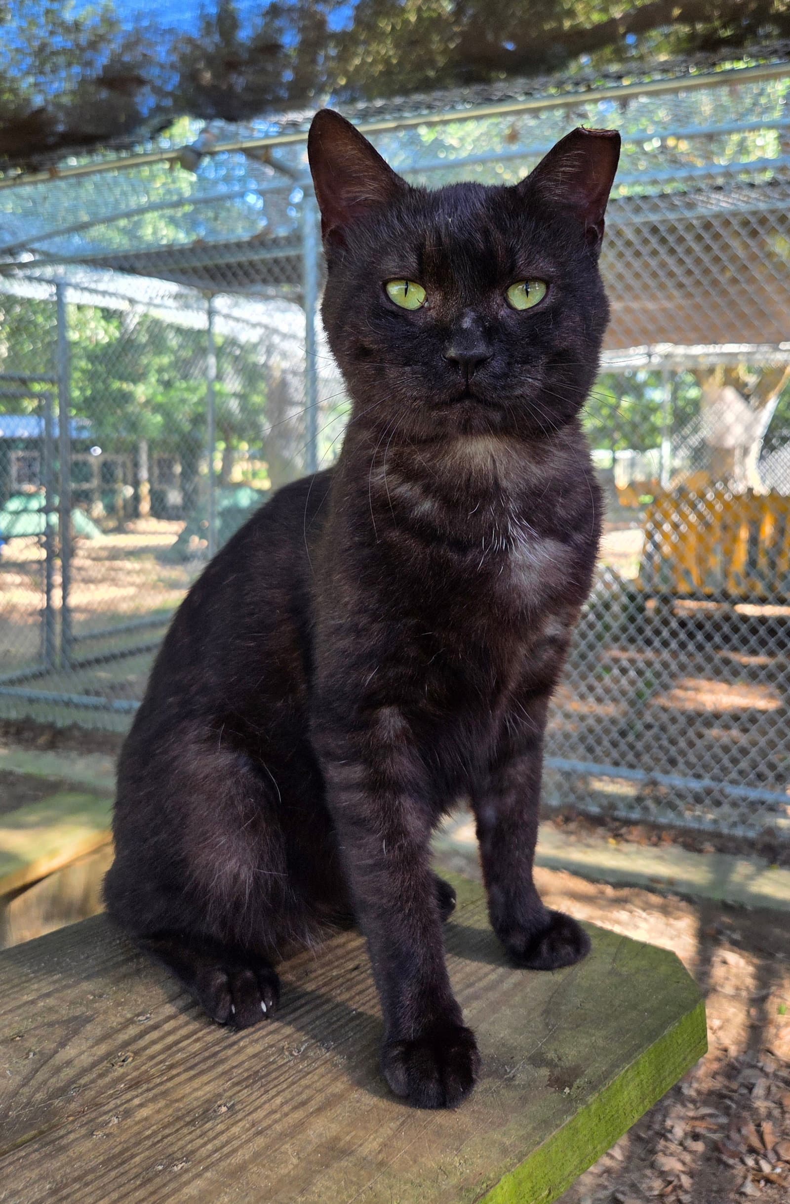Grumpy - Domestic Short Hair