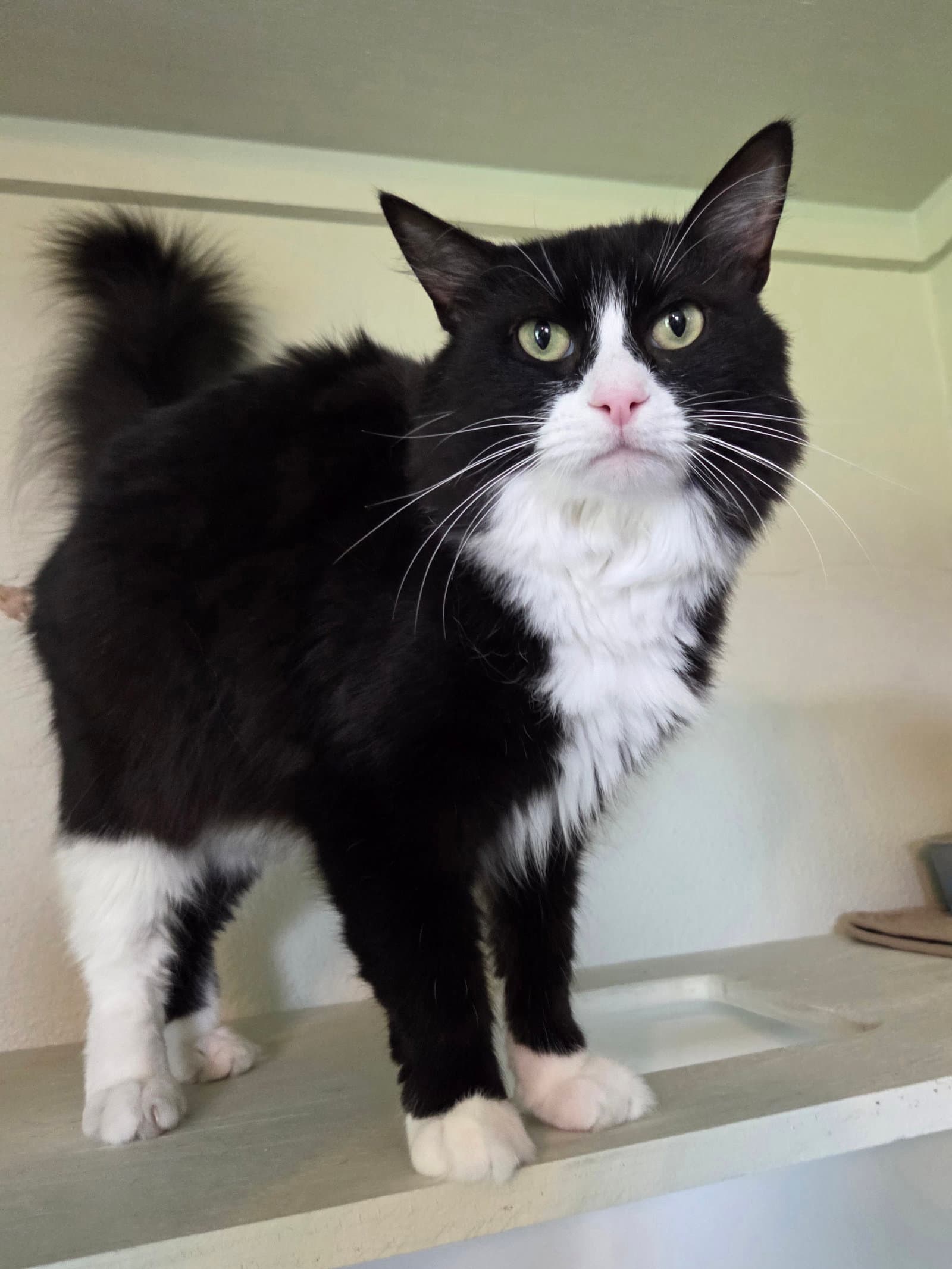 Lucky Kidd - Domestic Medium Hair