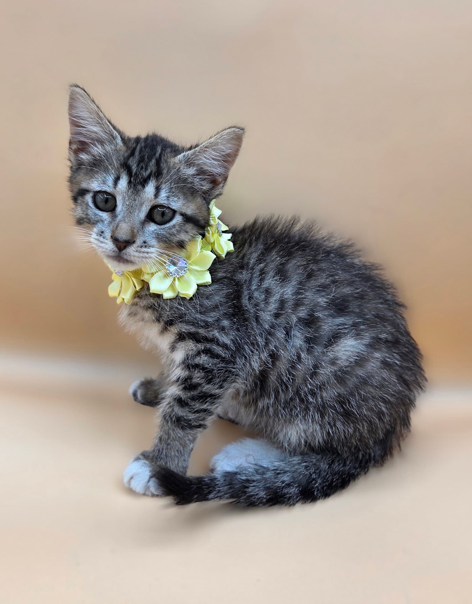 Ikea - Domestic Short Hair