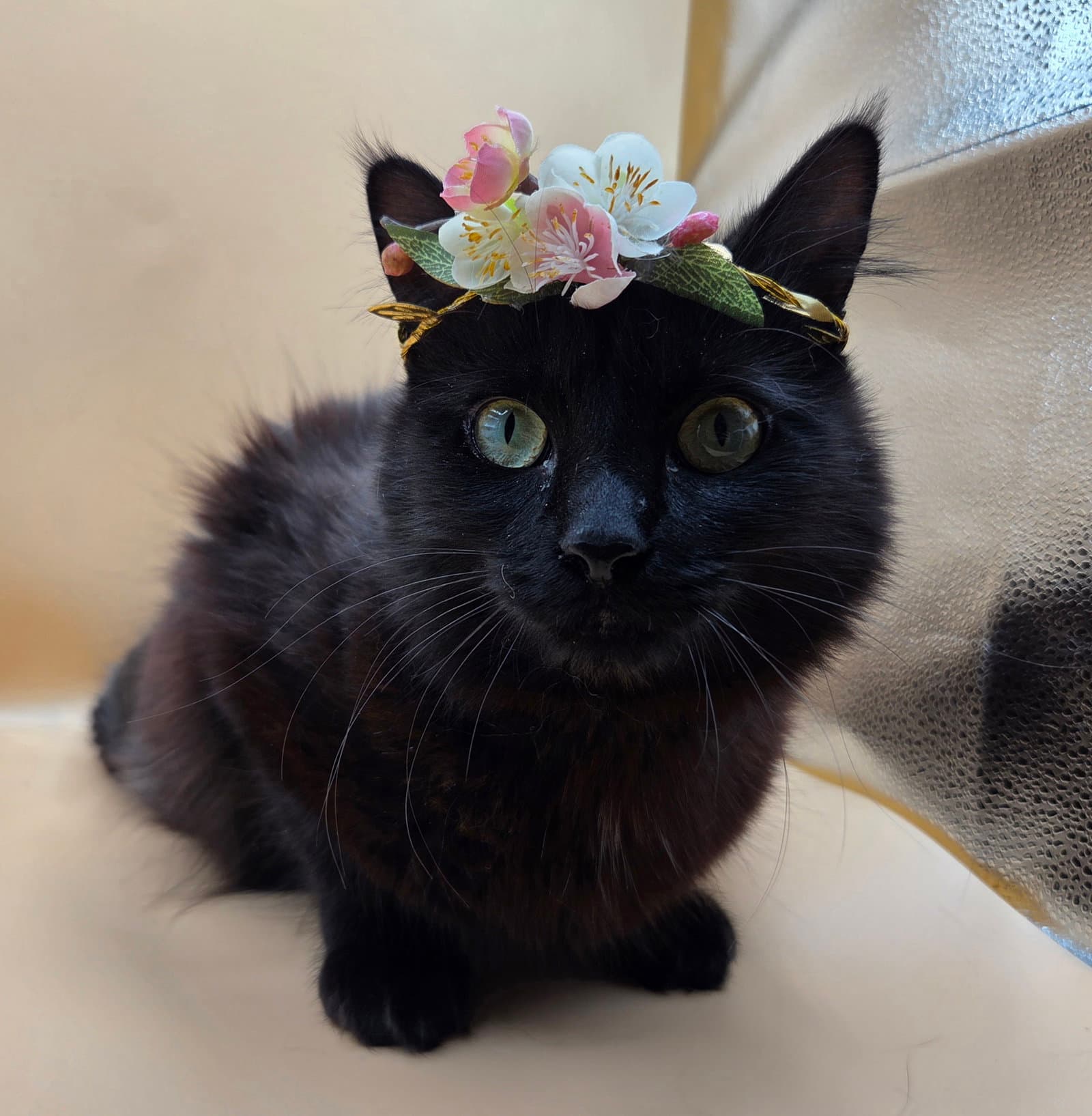 Black Beauty - Domestic Long Hair
