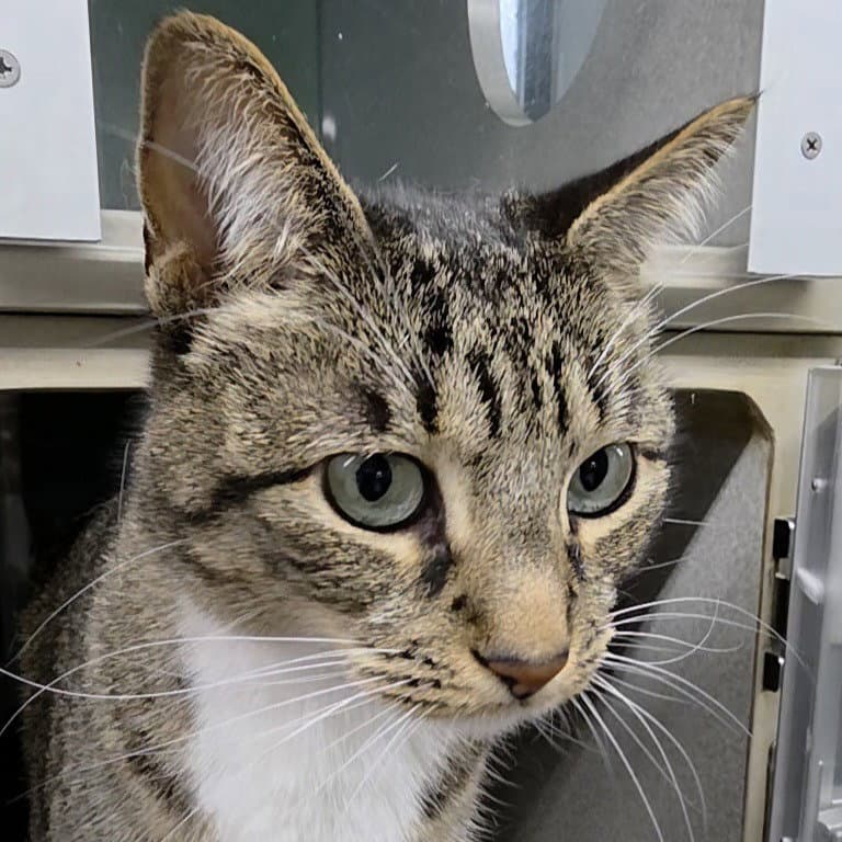 Annabelle - Domestic Short Hair