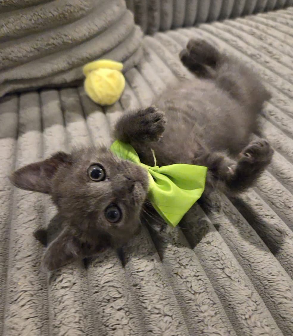 Fozzie Bear - Domestic Medium Hair
