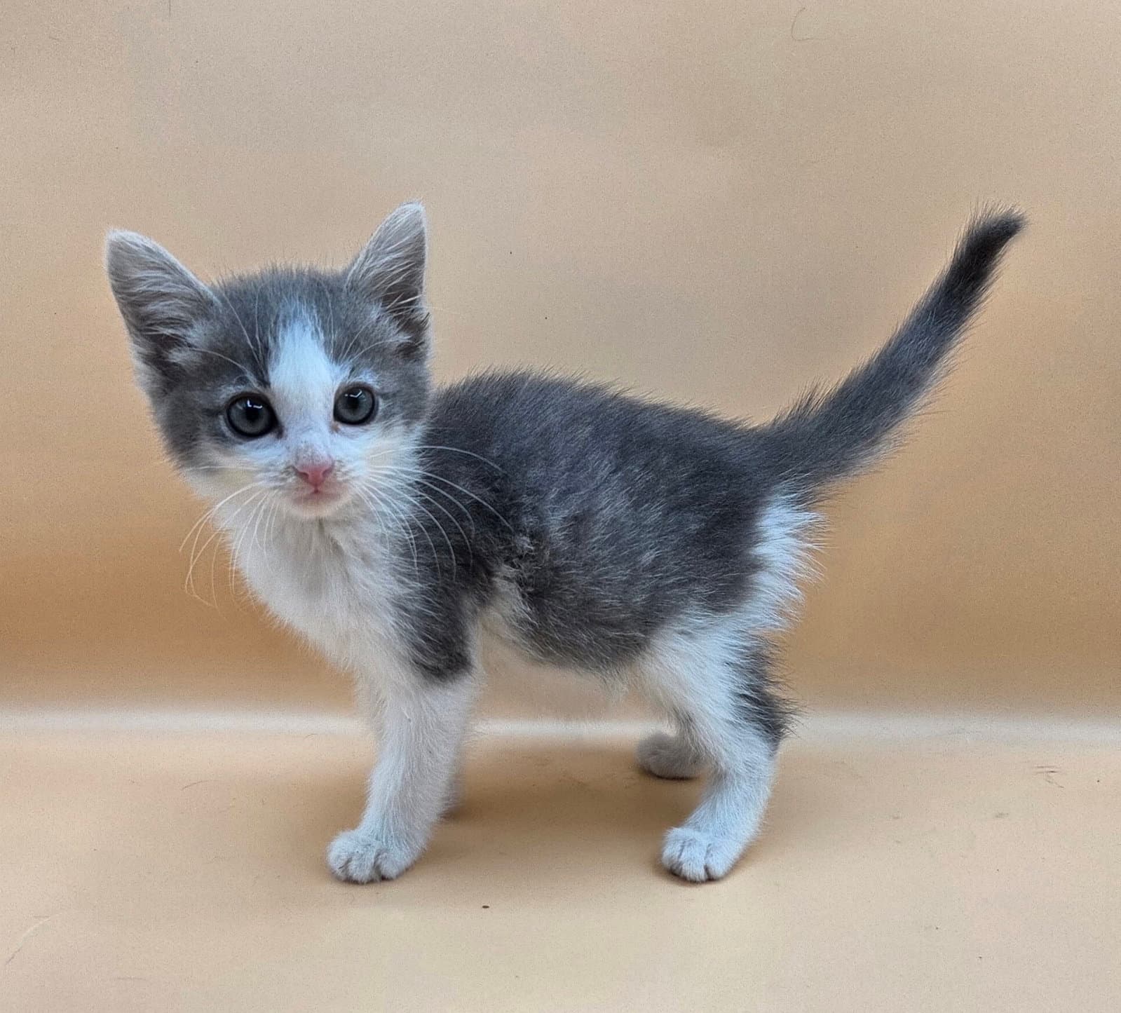 Motor Oil - Domestic Short Hair