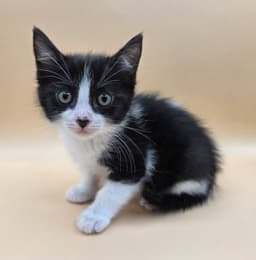 Mazie image 1