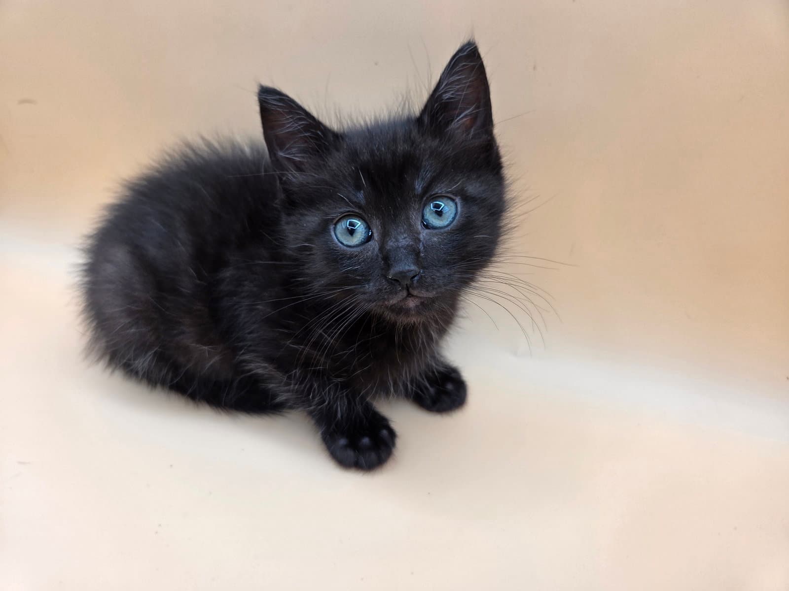 Squeaky - Domestic Medium Hair