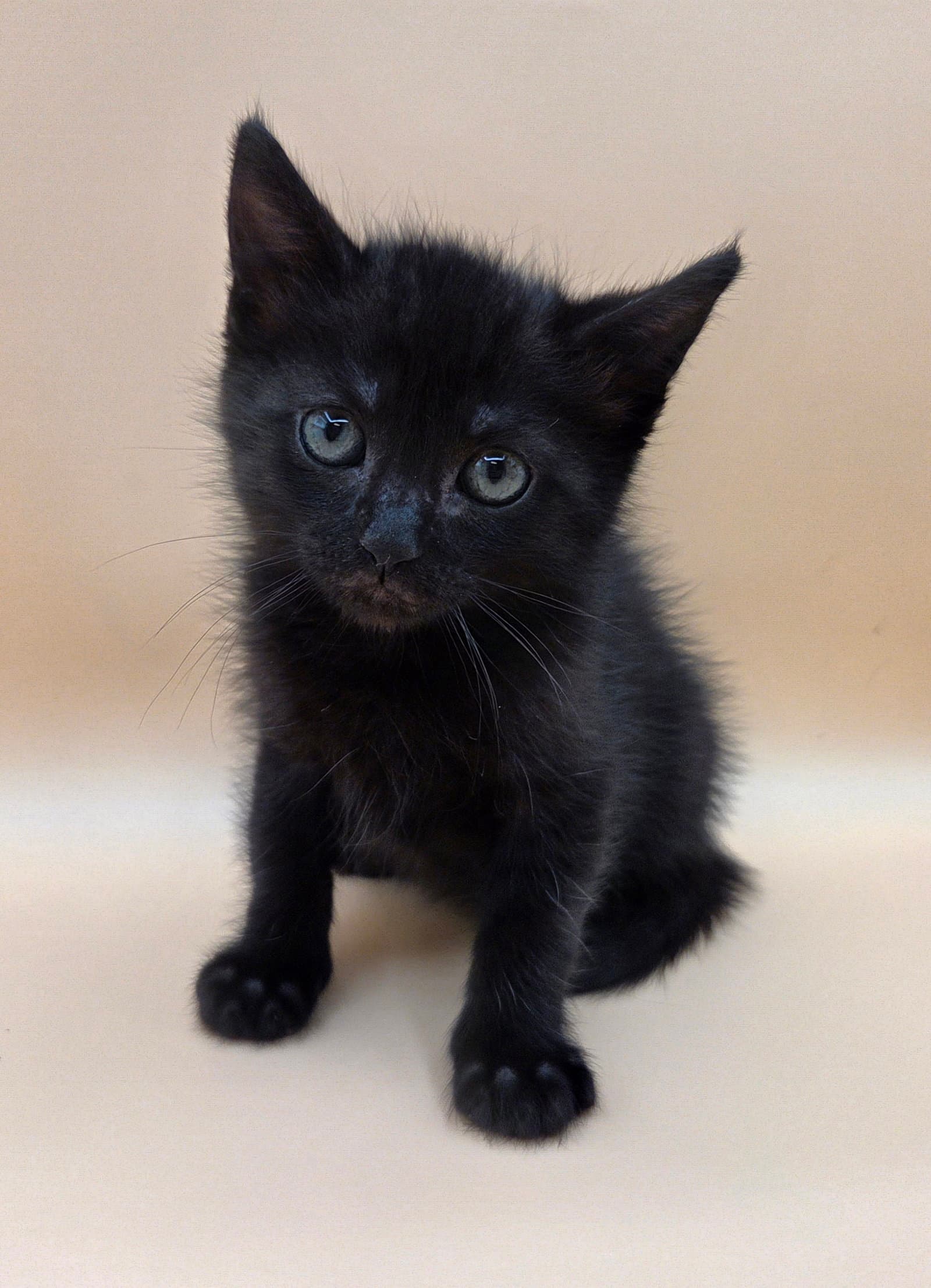 Chopper - Domestic Medium Hair
