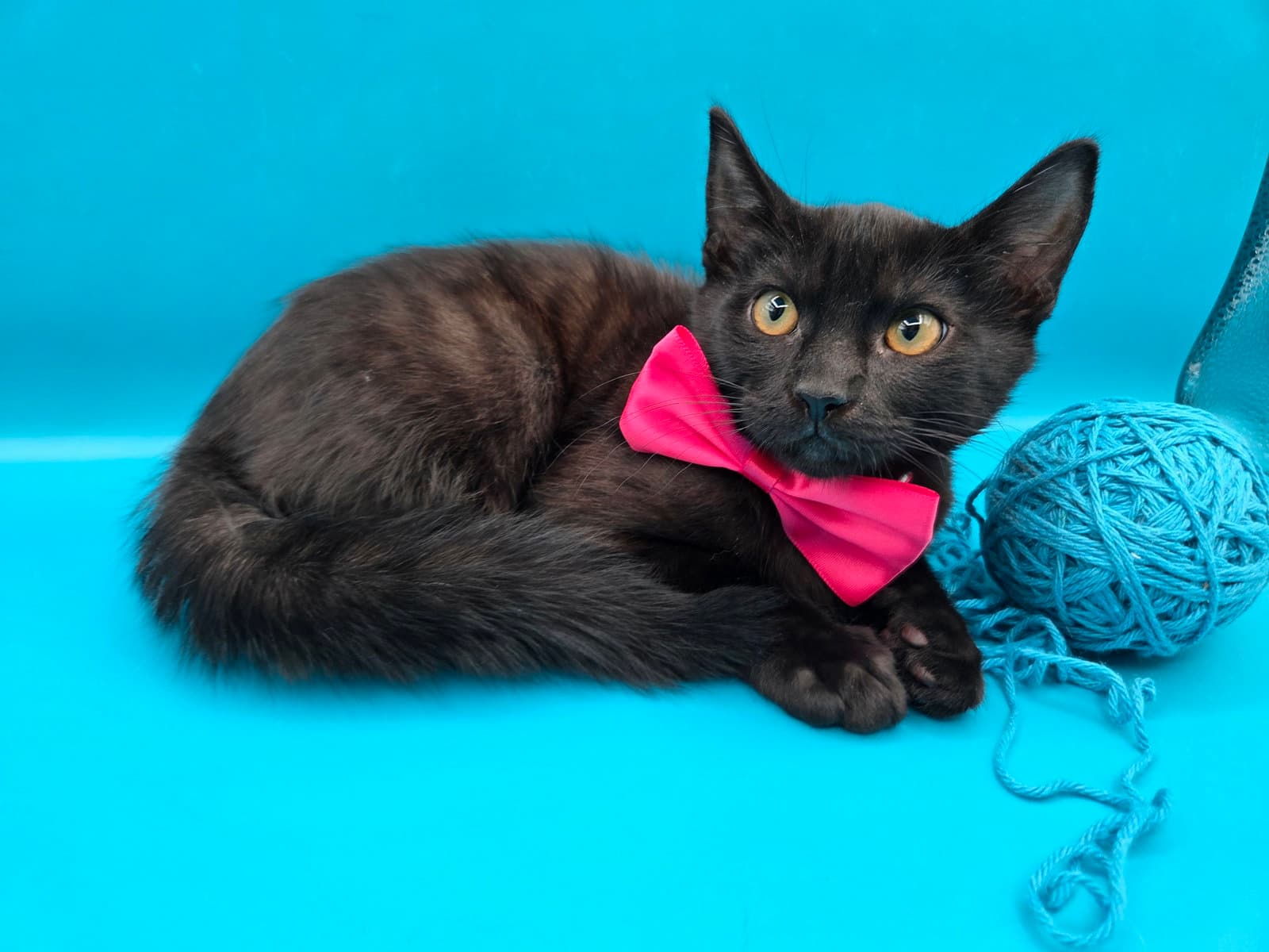 Cheeseburger - Domestic Short Hair