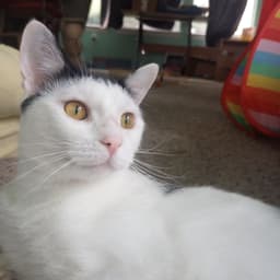 Ollie image 1