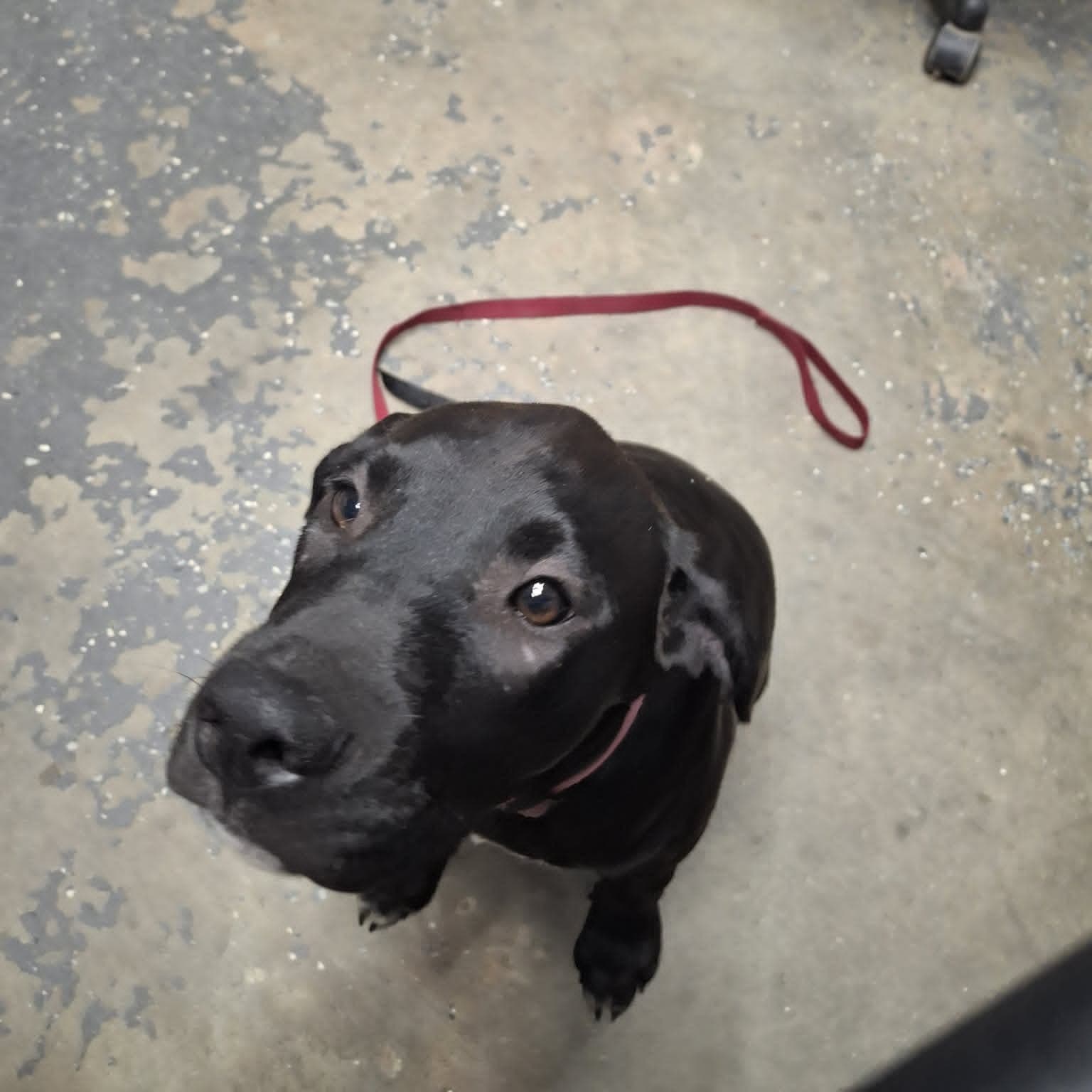 Daisy - Labrador Retriever