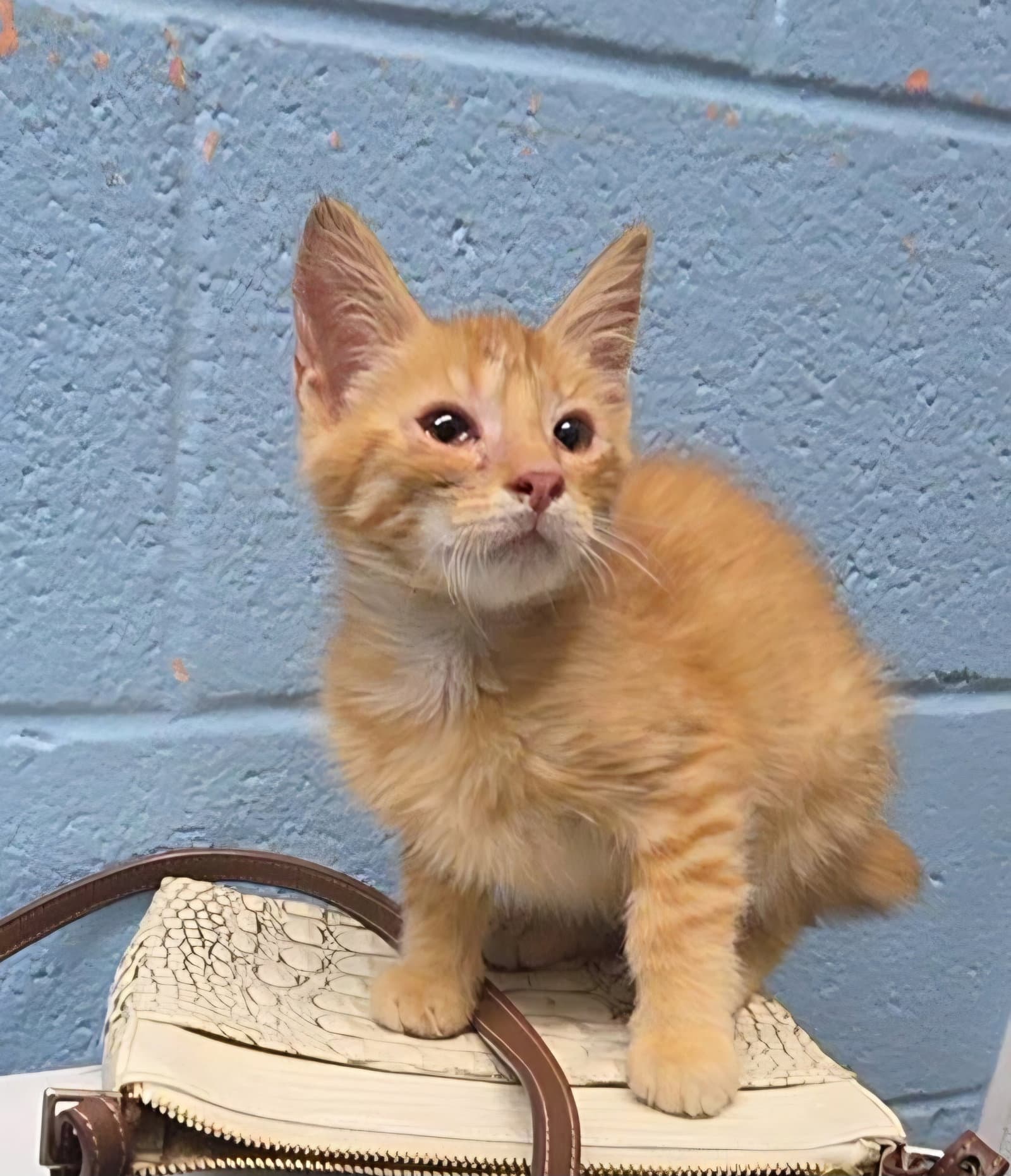 Jude - Bobtail
