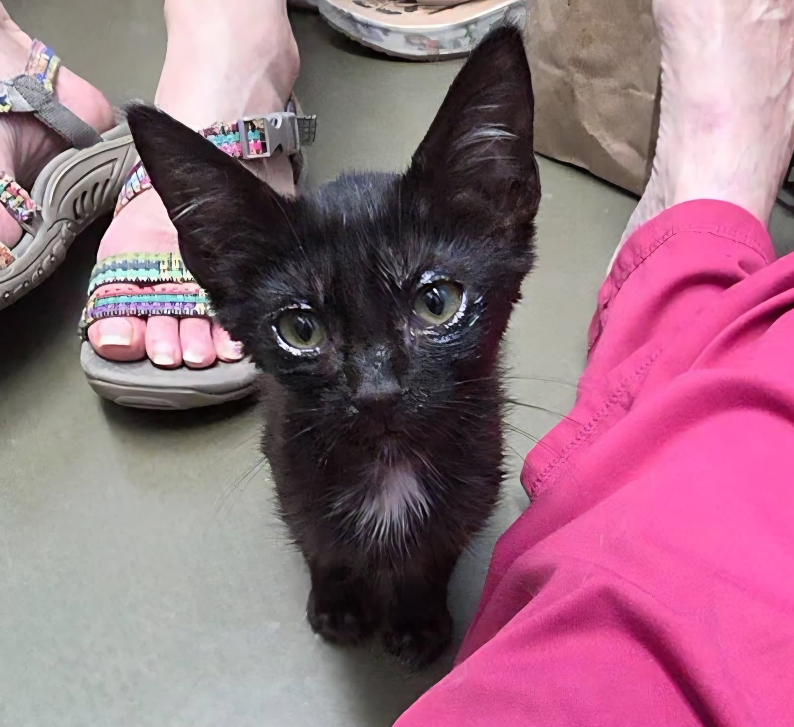 Josie - Manx
