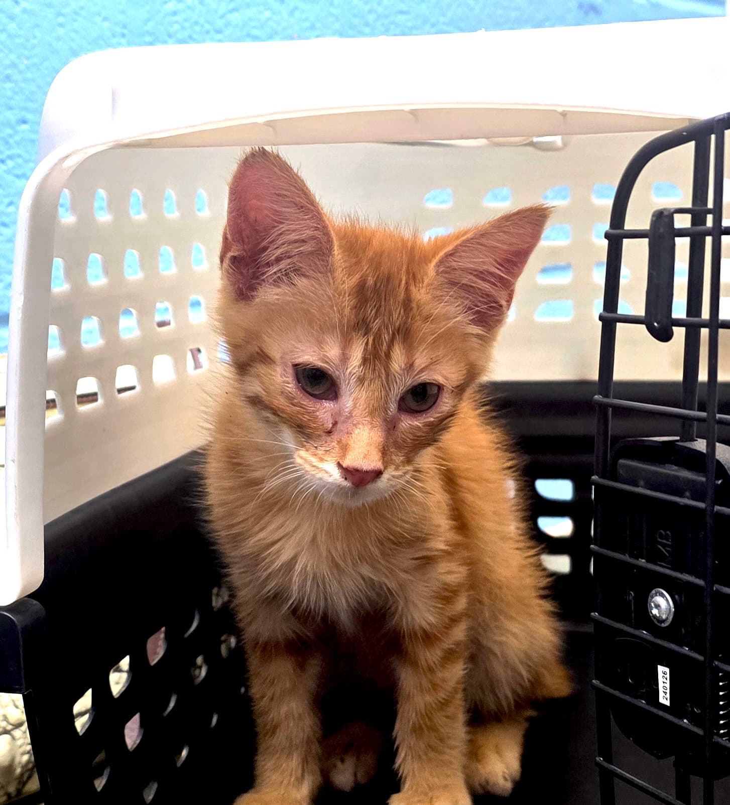 Jonah - Domestic Short Hair
