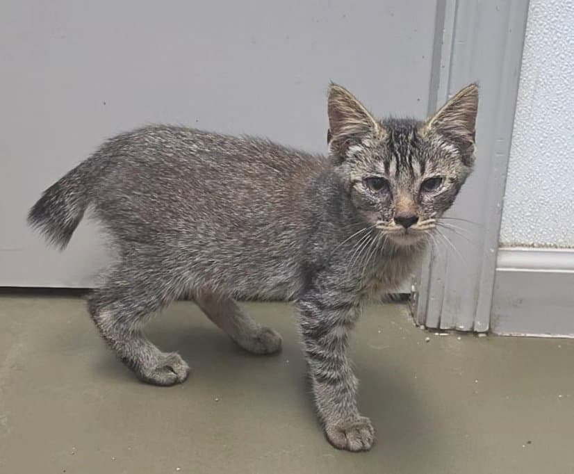 Julian - Bobtail