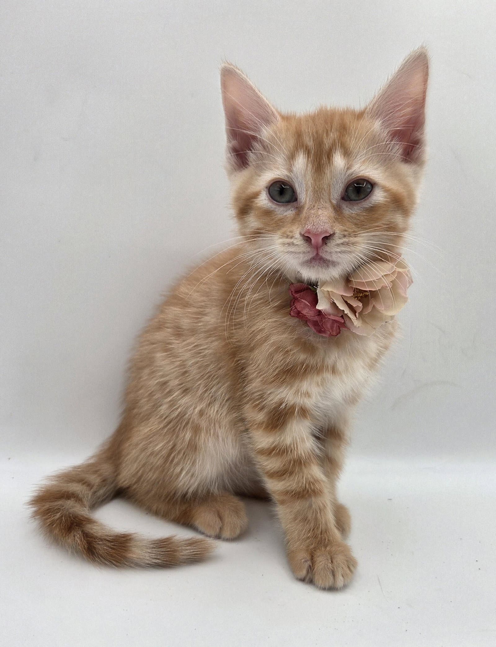 Taotao - Domestic Short Hair