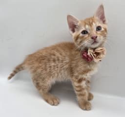 Taotao image 4