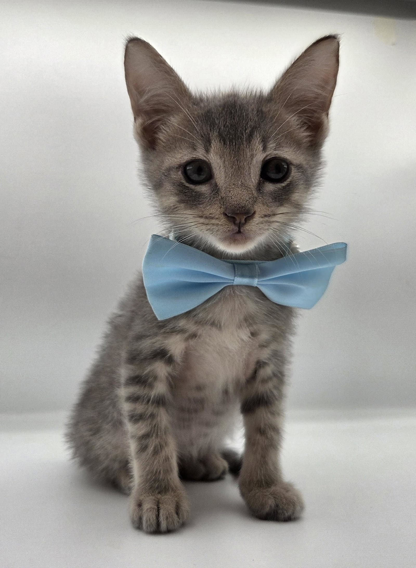 Percy - Domestic Short Hair