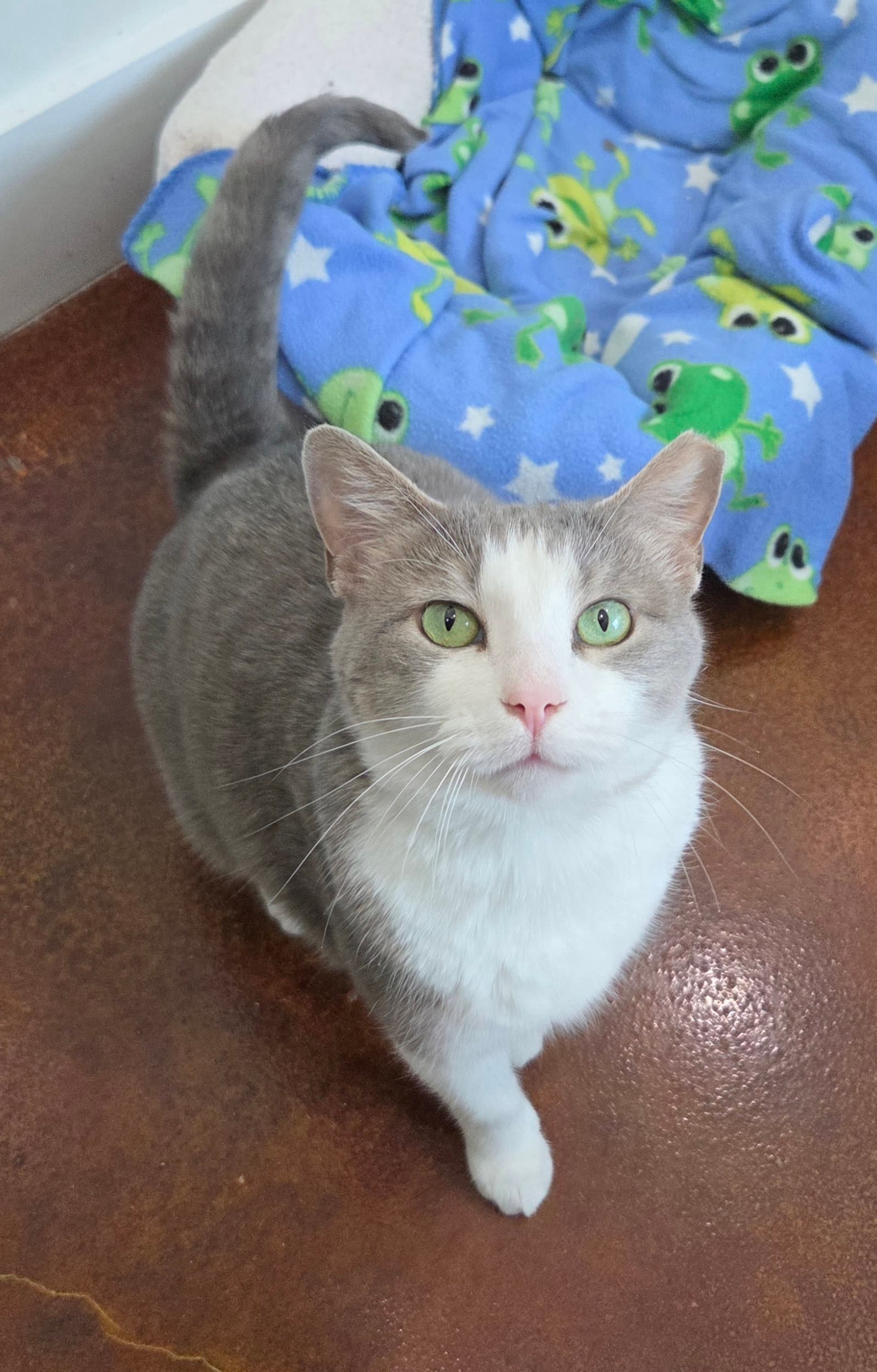 Gracie - Domestic Short Hair
