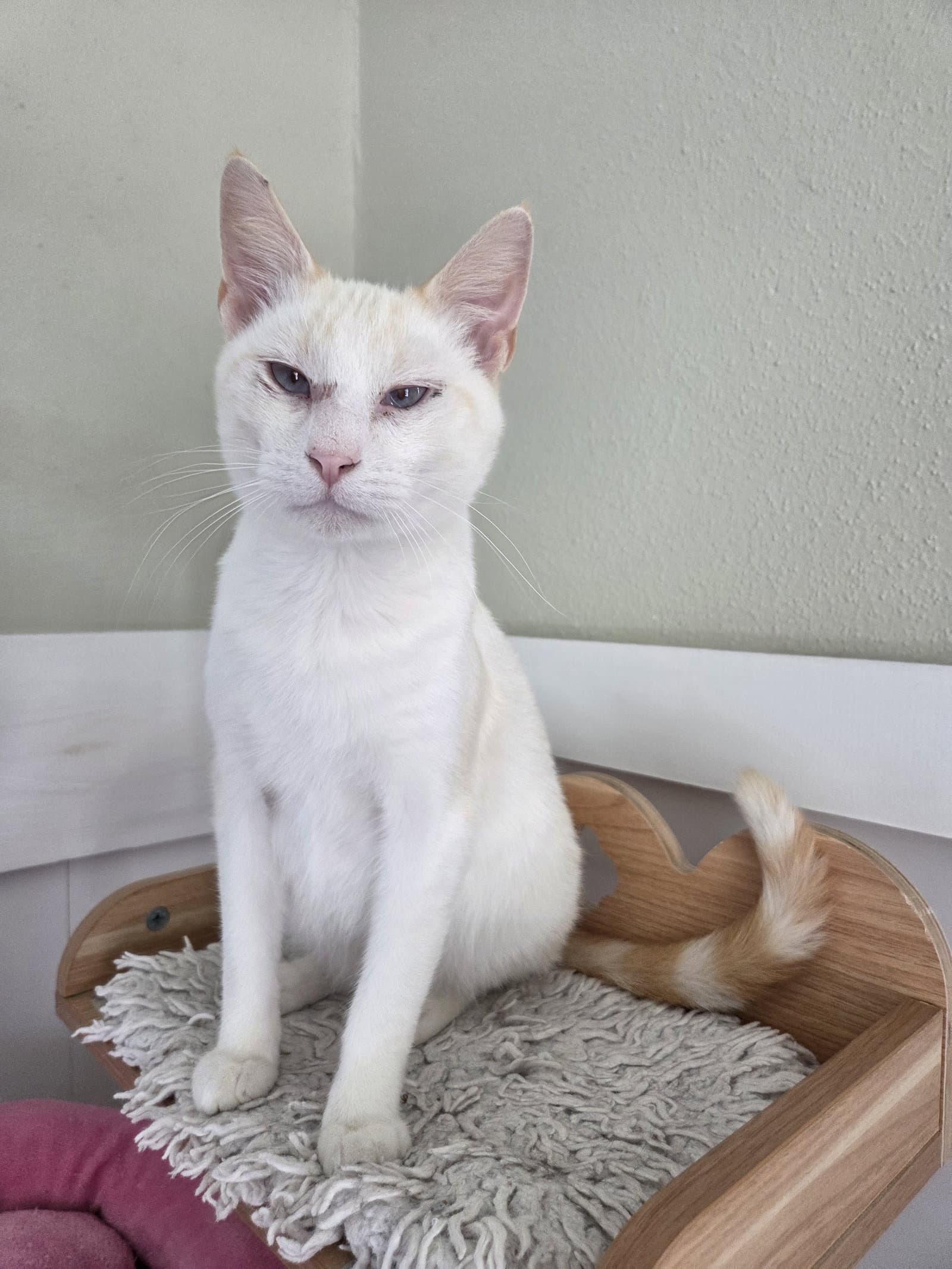 Flame - Siamese