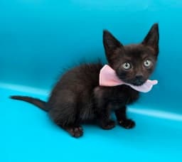 Binx image 4