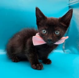 Binx image 2