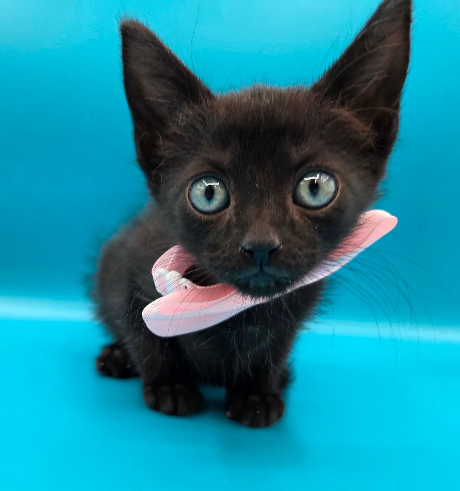 Binx - Domestic Short Hair