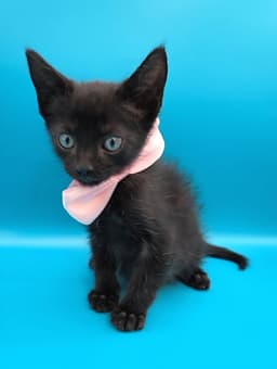 Binx image 3