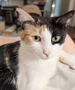 Tova image 1