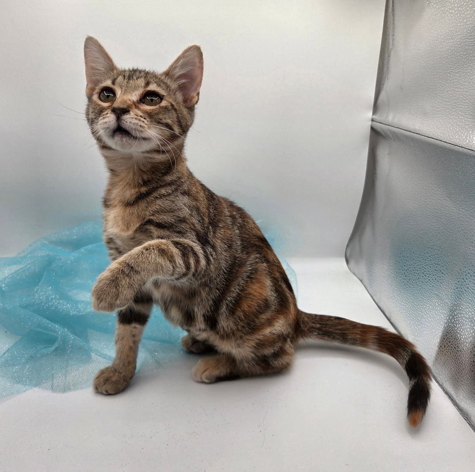 Lime - Domestic Short Hair