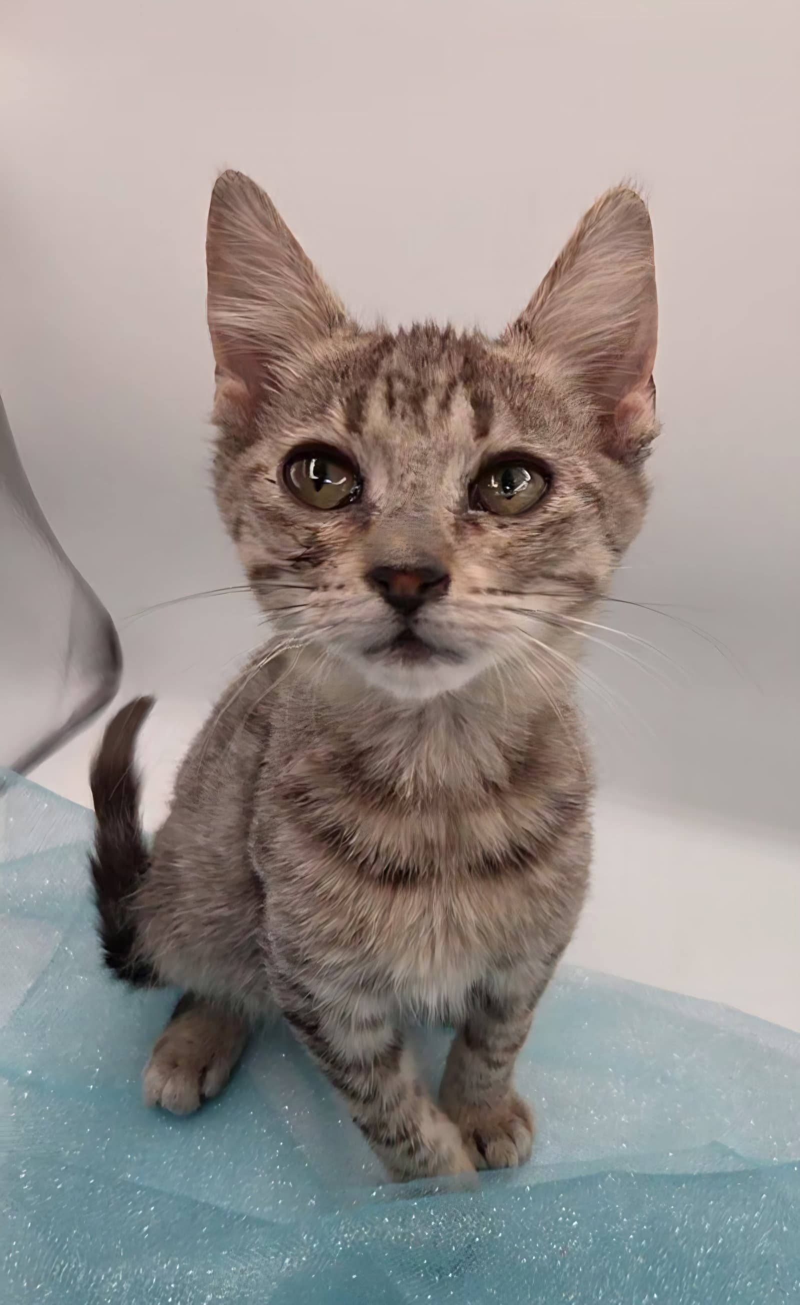 Almond - Domestic Short Hair