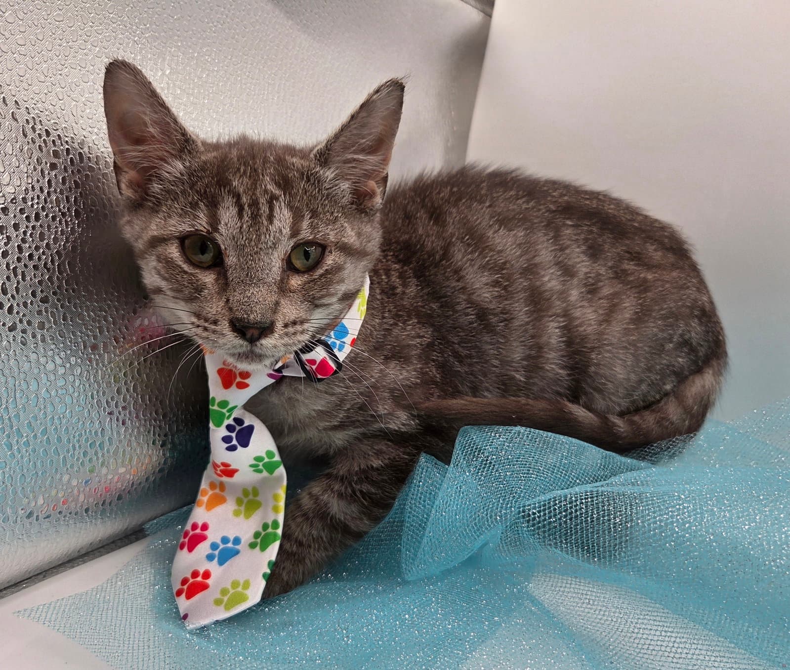 Cashew - Domestic Short Hair