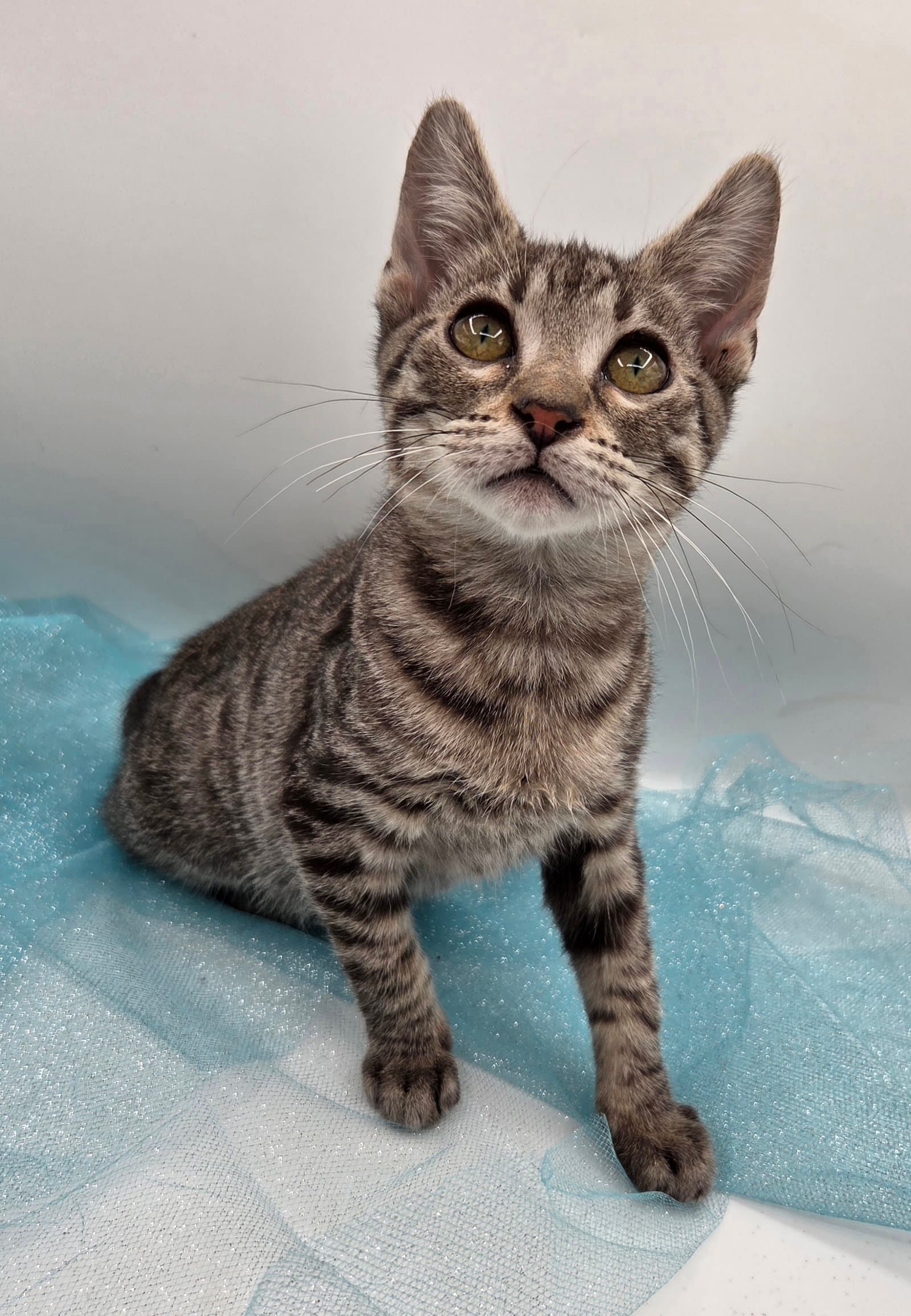 Pecan - Domestic Short Hair
