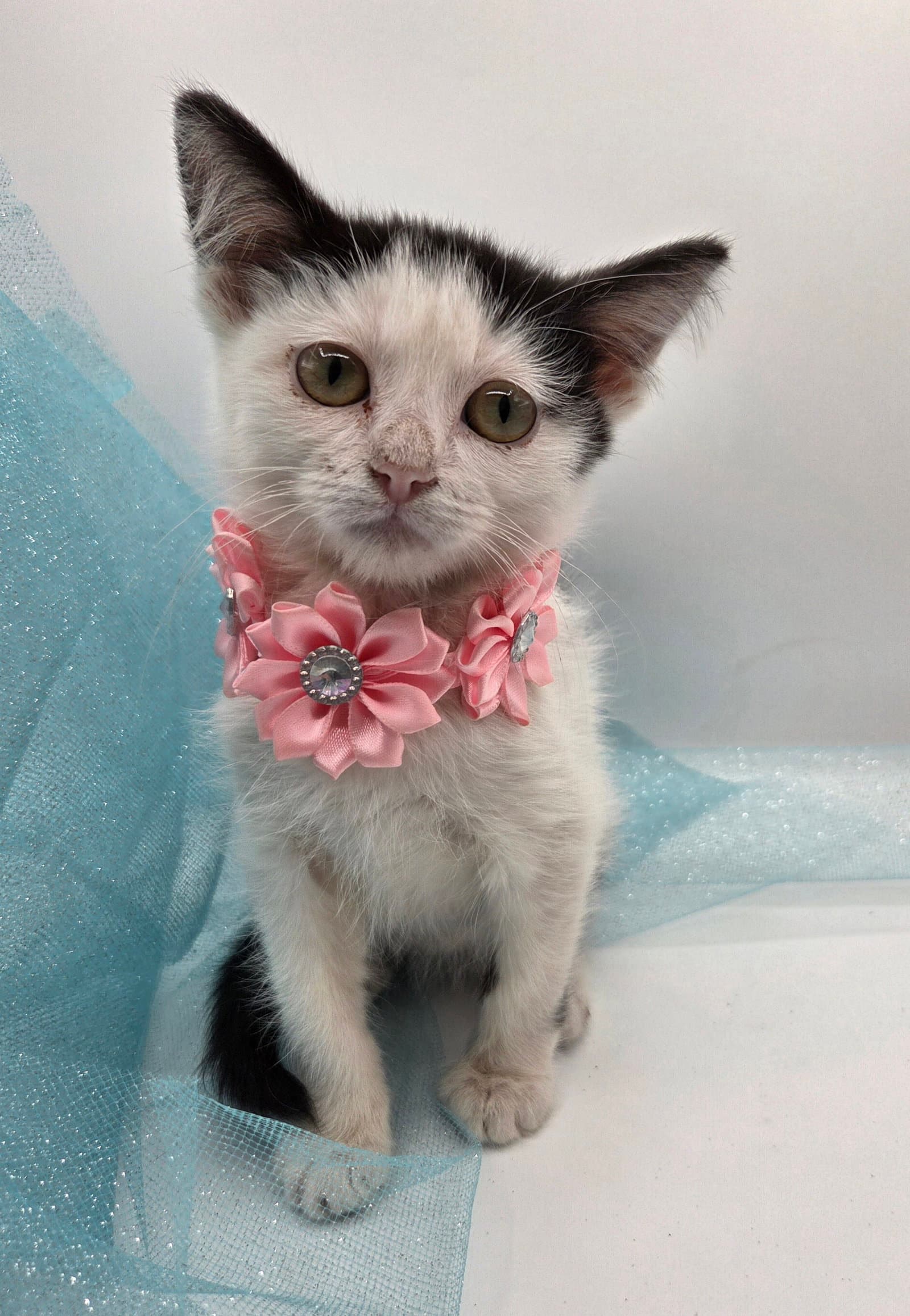 Chomper - Domestic Short Hair