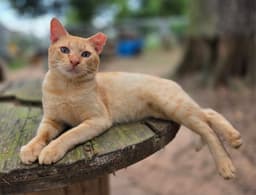 Orangey image 1