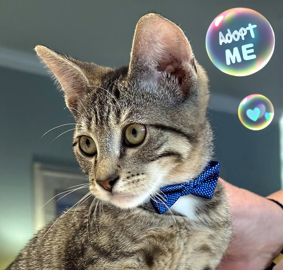 Baloo - Tabby
