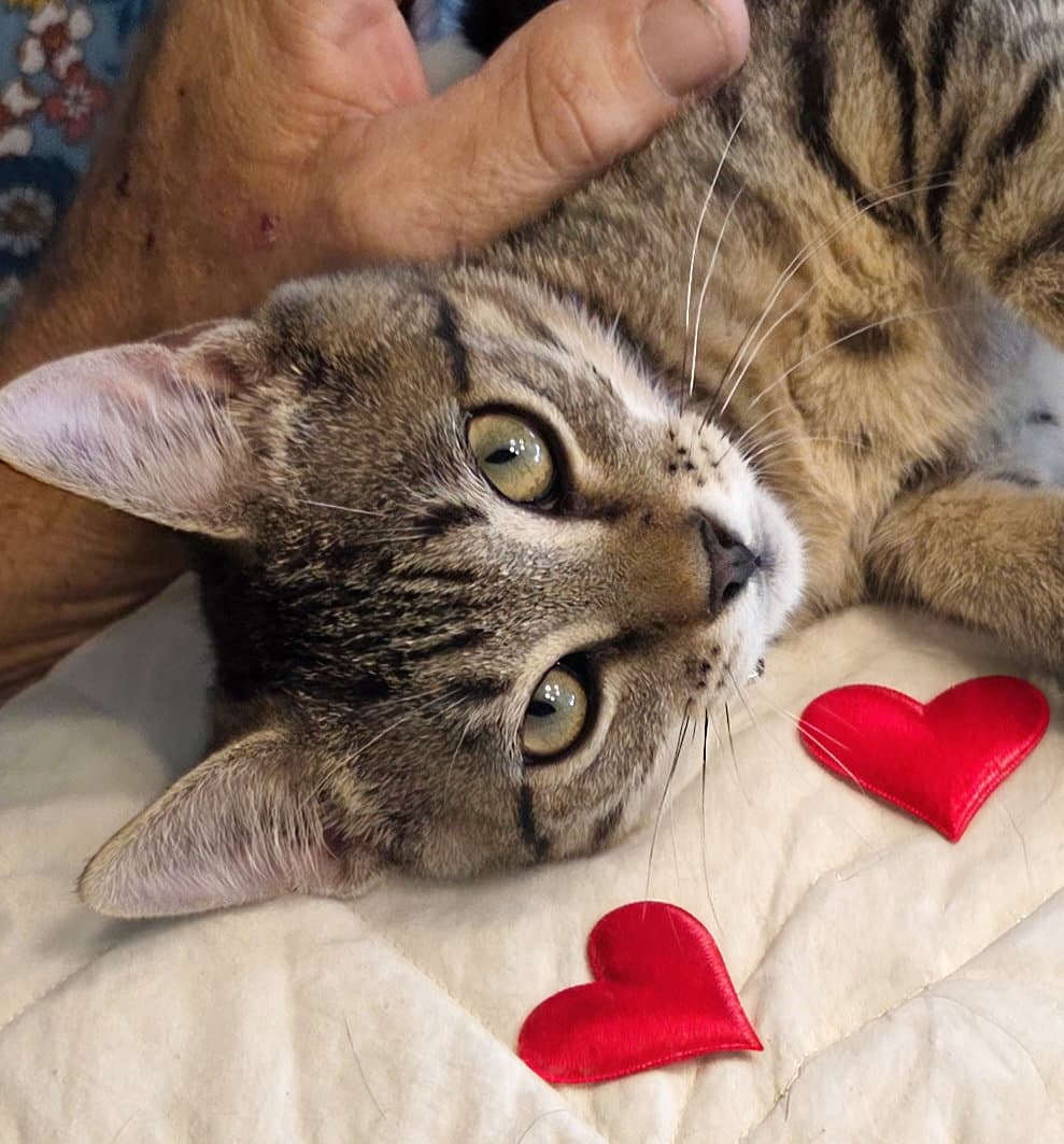 Bean - Tabby