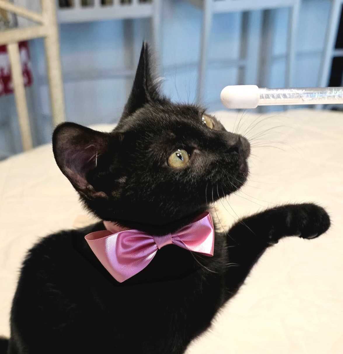 Beka - American Shorthair