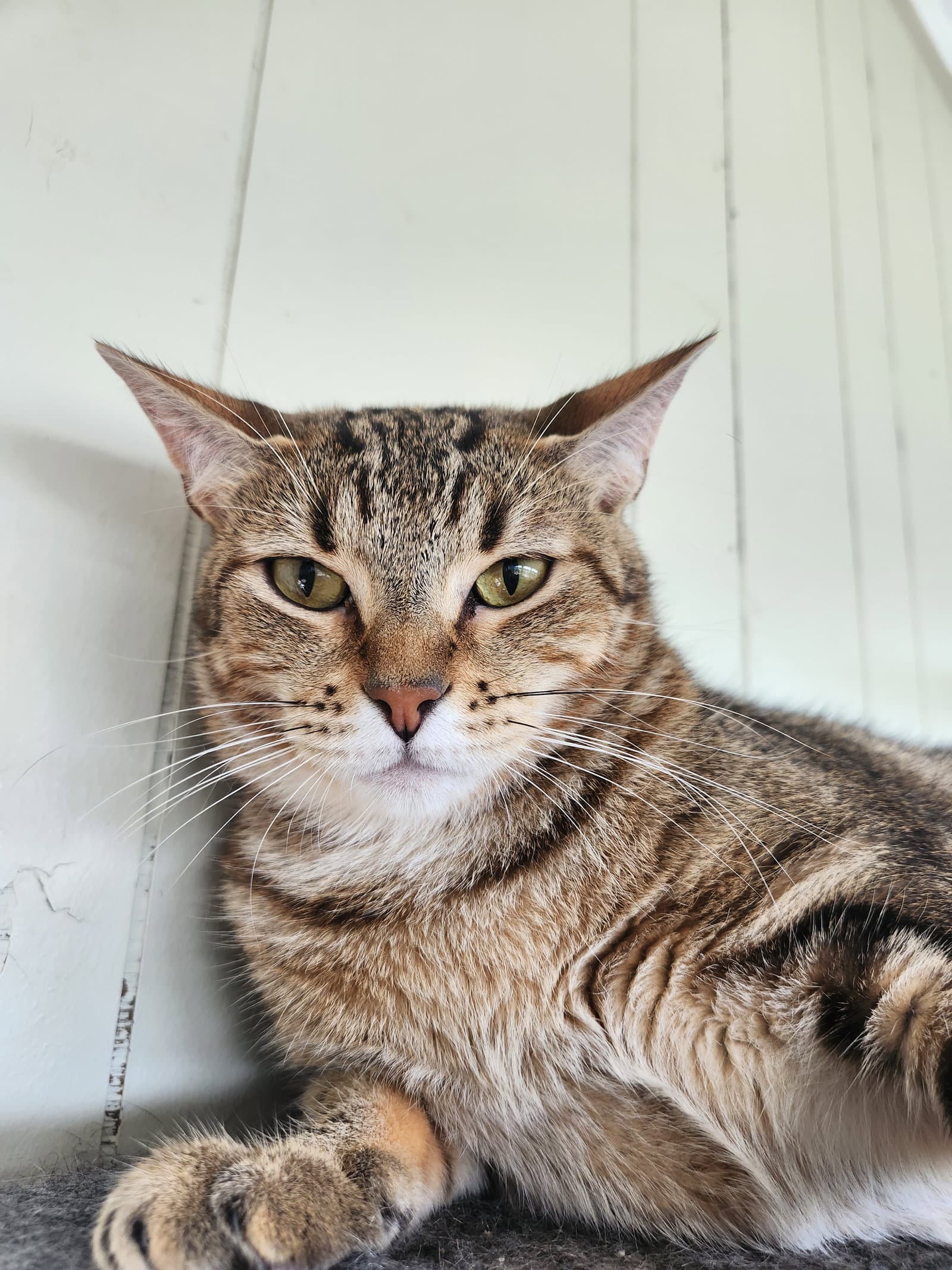 Charlotte - Domestic Short Hair